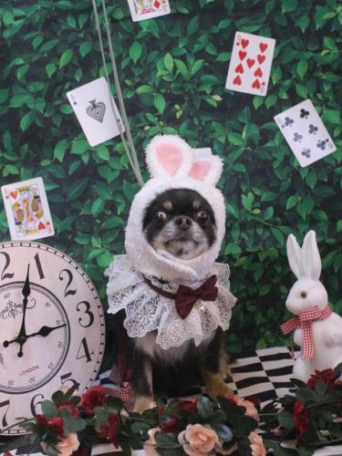 20250409らんまるちゃん